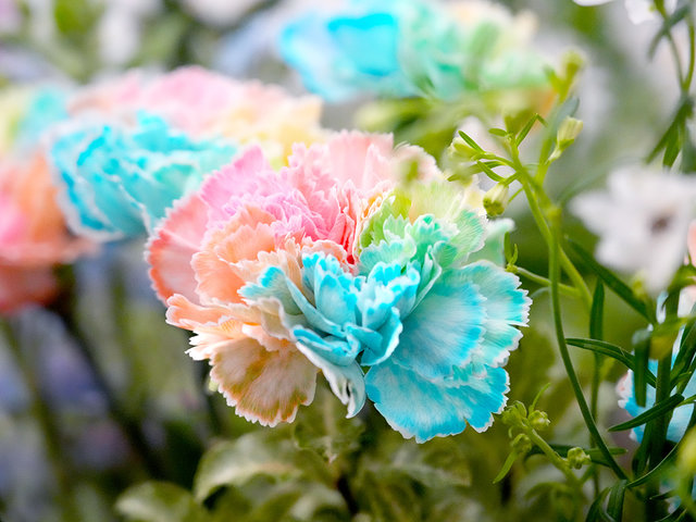 Florist Flower Bouquet - Mother’s Day Cotton Candy Carnation Bouquet AE09 - MR0423A6 Photo