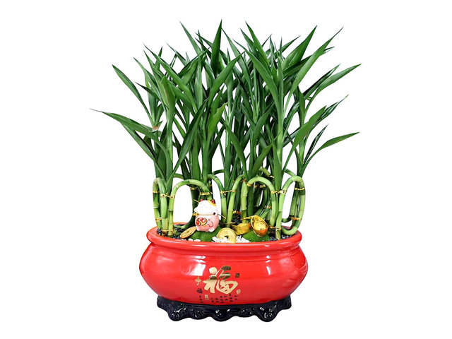 Flower Shop Plants - Chinese New Year Lucky Bamboo Plant AP30 - CF20115A6 Photo