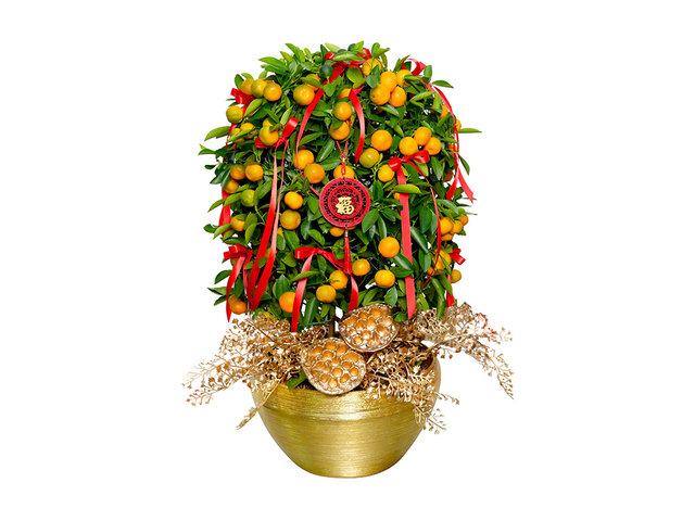 Flower Shop Plants - New Year Citrus Plant NY11 - 0TT0128A3 Photo