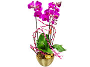 /en/s/product_short/CRO20129A1