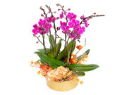 /en/s/product_short/CRO20105A10