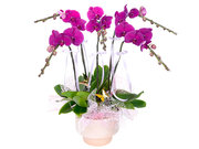 /en/s/product_short/CRO20106A1