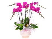 /en/s/product_short/CRO20106A1