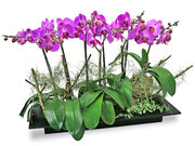 /en/s/product_short/L76608298