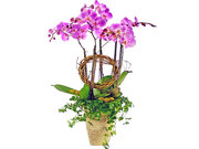 /en/s/product_short/P2138