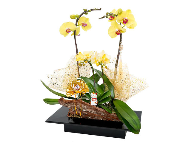 Orchids - CNY Macaron Orchid ND 70 - CRO20130A1 Photo