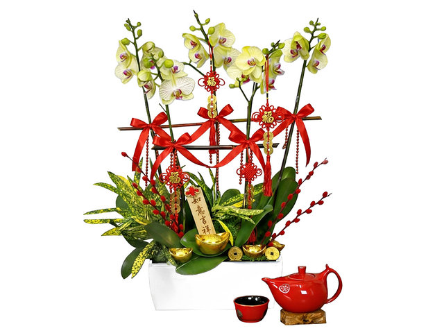 Orchids - CNY Orchid X5 CL27 - L76610690 Photo