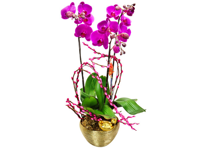 Orchids - CNY Orchids X3 PL03 - CRO20129A1 Photo