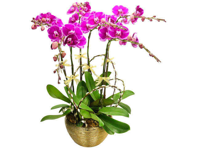 Orchids - CNY Orchids X6 PL01 - CRO20123A1 Photo