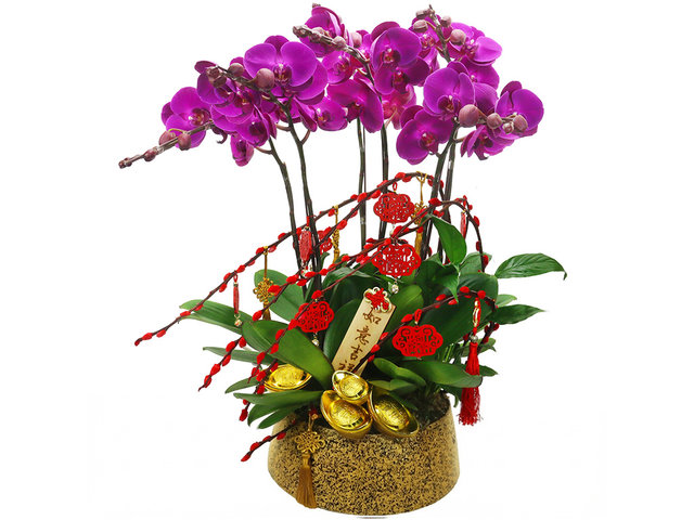 Orchids - CNY Orchids X6 PL06 - CRO20204A2 Photo