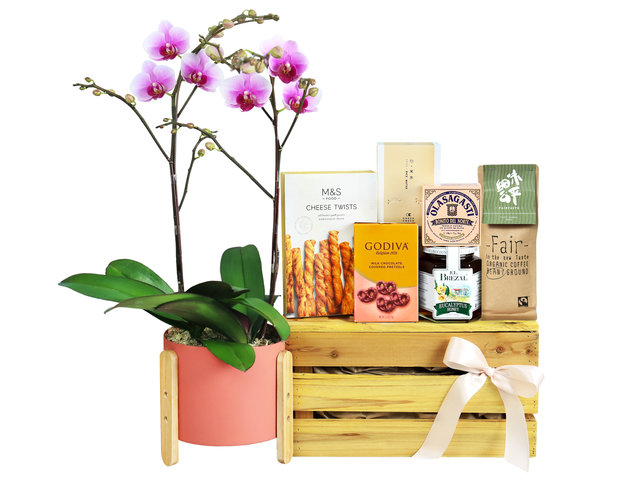 Orchids - Gift With Orchids Set BD010 - MR0430A4 Photo