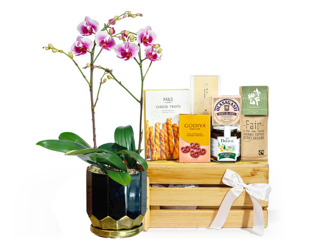 Orchids - Gift With Orchids Set BD010 - MR0430A4 Photo