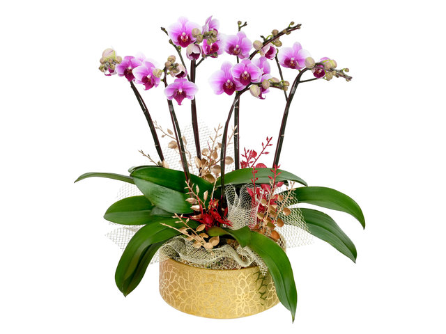 Orchids - Grand Opening Orchid Celebration ND62 - OD1124A1 Photo