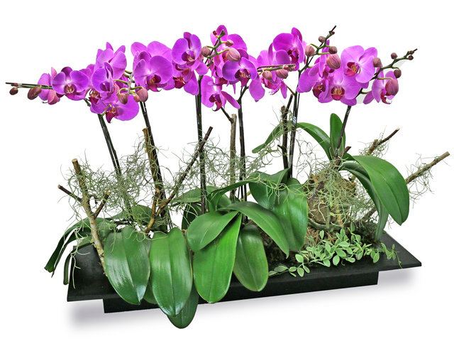 Orchids - Ochrids Large Decor Plant PH30 - L76608298 Photo