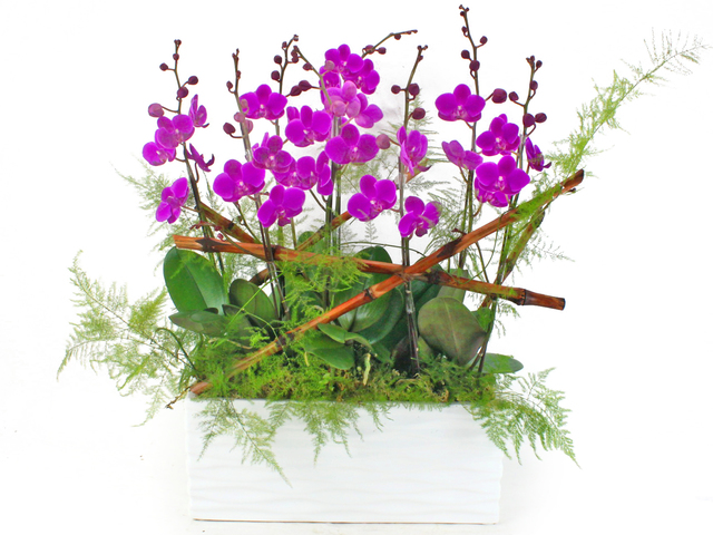 Orchids - Orchid for 8 OZ18 - L53763 Photo