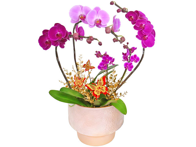 Orchids - Orchids ND60 - OD0627A1 Photo