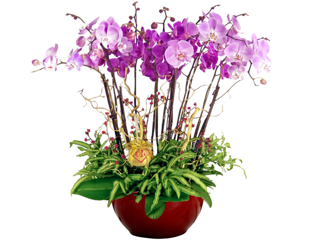 Orchids - Orchids for 12 - Super Large Orchid OZ16 - P2266 Photo
