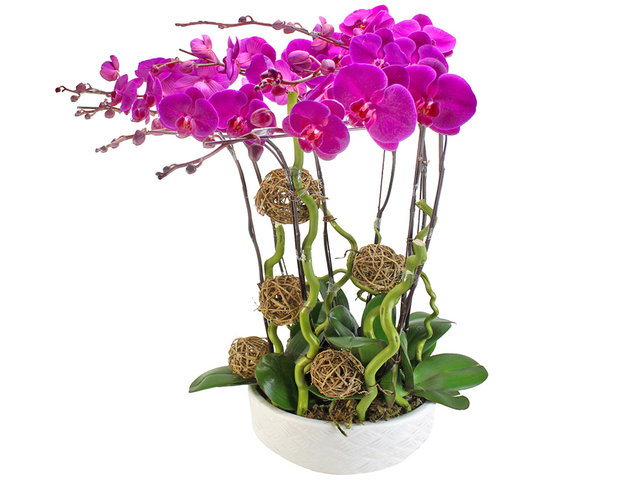 Orchids - Red Orchids for 8 OZ20 - L63988 Photo