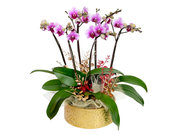 /zh-hans/s/product_short/CRO20105B3