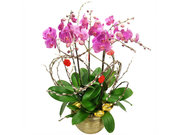 /zh-hans/s/product_short/CRO20129A2