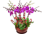 /zh-hans/s/product_short/P2371