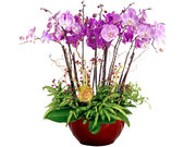 /zh-hans/s/product_short/CRO20107A4