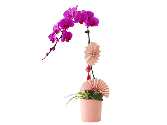 兰花 - 农历新年贺年兰花 N3 - CRO20105A7 Photo