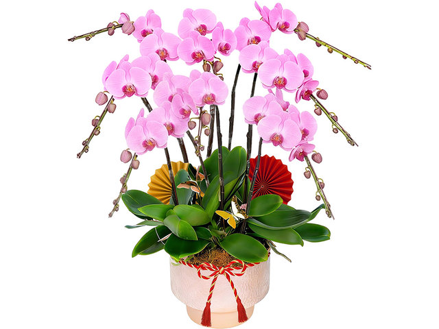 兰花 - 新年贺年兰花8枝 ND69 - CRO20109A2 Photo