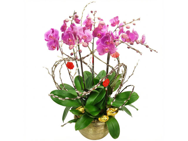 兰花 - 新年贺年蝴蝶兰花摆设5枝 PL04 - CRO20129A2 Photo