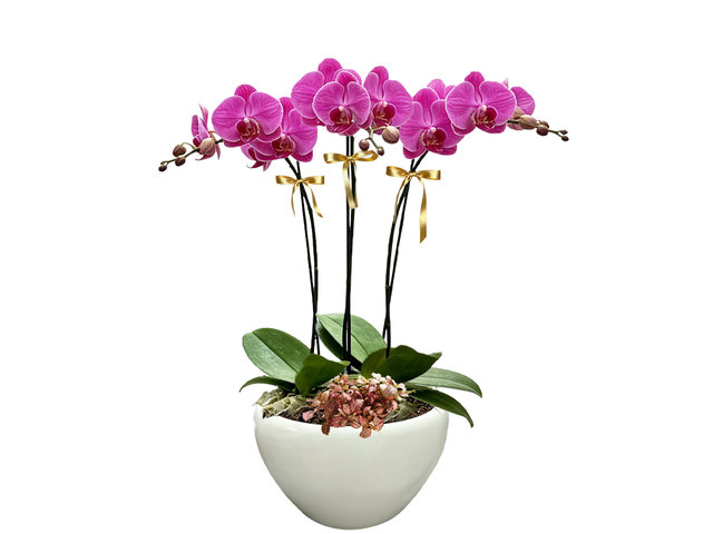 兰花 - 精美蝴蝶兰3枝 ND64 - OD1204A1 Photo
