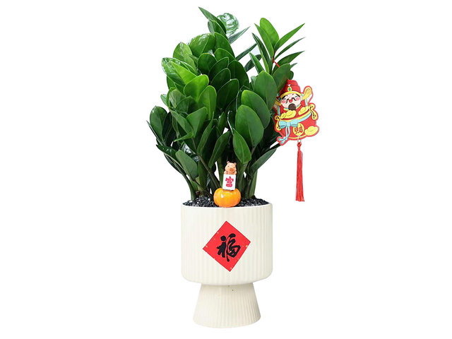 花店植物盘栽 - 新年金钱树盆栽 AP31 - CF20115A7 Photo