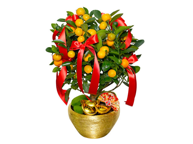 花店植物盘栽 - 贺年大桔大利盆栽 NY10 - 0TT0128A1 Photo