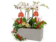 /zh/s/product_short/CRO20106A2