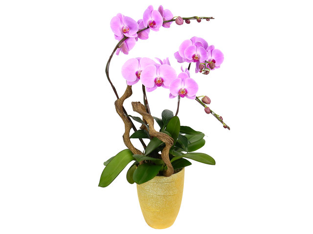 蘭花 - 3枝蘭花盆栽 ND61 - OD0627A2 Photo