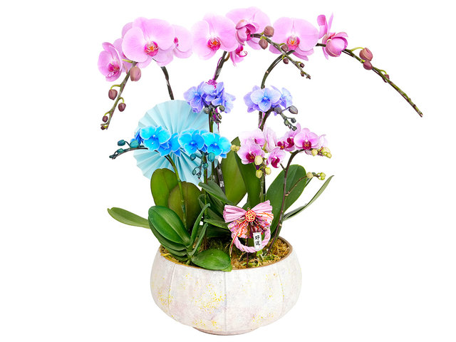 蘭花 - 新年賀年馬卡龍蝴蝶蘭 ND71 - CRO20130A2 Photo