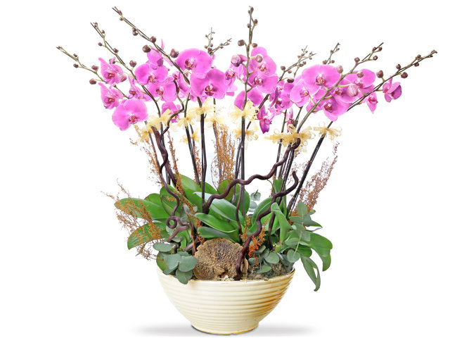 蘭花 - 粉紅蝴蝶蘭巨型蘭花擺設12枝 OZ11 - L76604535 Photo
