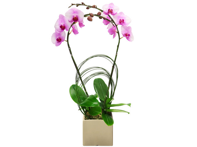 蘭花 - 農曆新年賀年蝴蝶蘭2枝 Z1 - CRO20105A2 Photo