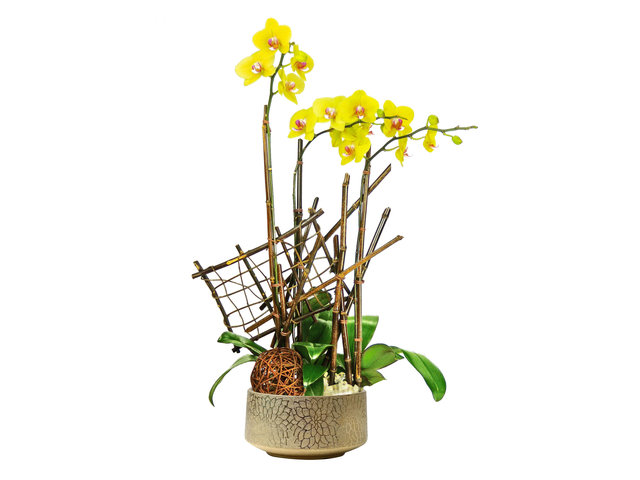 Orchids - Yellow Orchid for Three OZ5 - P2106 Photo
